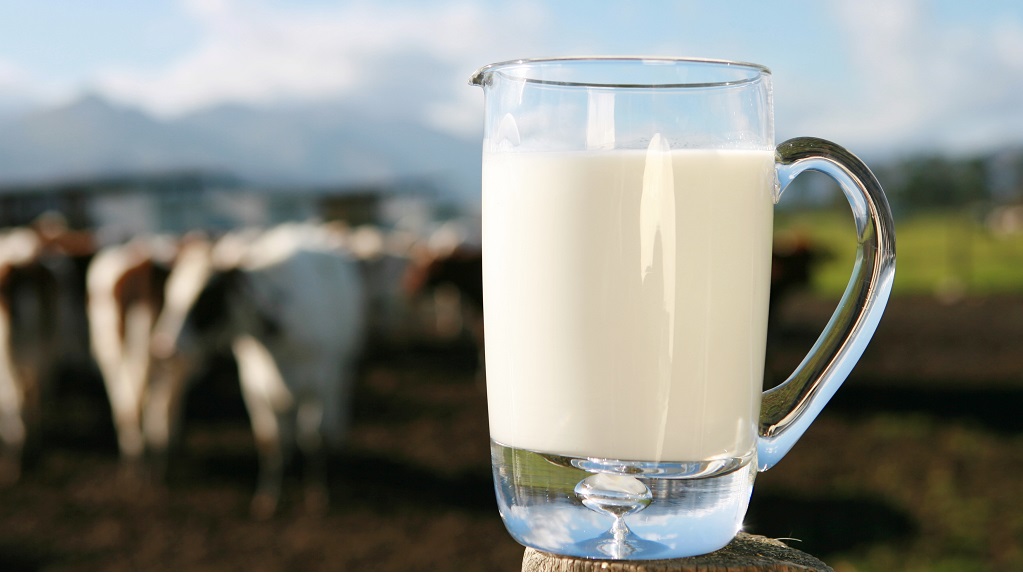 Milk Jug Milk jug with cows in a pasture in background.