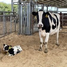 Cooramook Cow And Calf